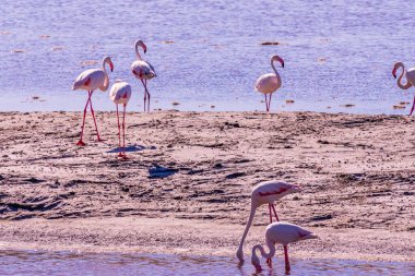 Pembe Flamingo, Parc Naturel Bölgesel de Camargue, Güney Fransa 'daki yem aramasında. Yüksek kalite fotoğraf