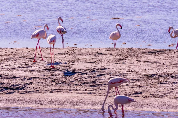 Pink Flamingo Bij Feed Search Parc Naturel Regional Camargue Zuid — Stockfoto