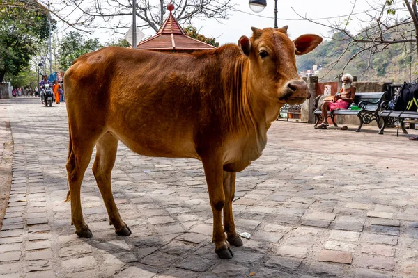 Rishikesh Uttarakhand Índia 2023 Estrada Tradicional Para Templo Índia Vacas — Fotografia de Stock