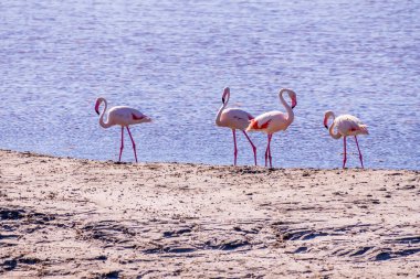 Pembe Flamingo, Parc Naturel Bölgesel de Camargue, Güney Fransa 'daki yem aramasında. Yüksek kalite fotoğraf