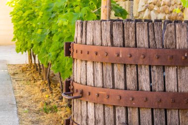 Fransa 'daki Vineyard' da şarap fıçısı. Yüksek kalite fotoğraf