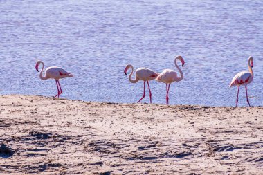 Pembe Flamingo, Parc Naturel Bölgesel de Camargue, Güney Fransa 'daki yem aramasında. Yüksek kalite fotoğraf