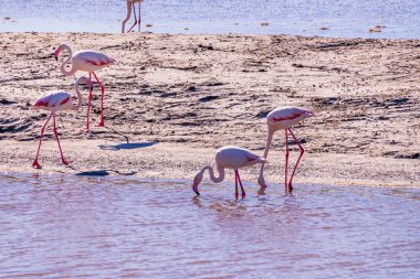 Pembe Flamingo, Parc Naturel Bölgesel de Camargue, Güney Fransa 'daki yem aramasında. Yüksek kalite fotoğraf