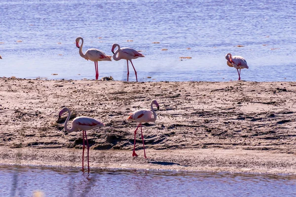 stock image Pink Flamingo at the feed search in Parc Naturel Regional de Camargue, Southern France. High quality photo