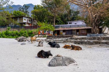 Rishikesh, Hindistan - 29.03.2023: Rishikesh Merkezi 'nde tipik bir akşam, inekler Uttarakhand, Hindistan' daki Ganj kıyıları boyunca dinlenirler. Yüksek kalite fotoğraf