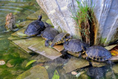 Kırmızı kulaklı sürgülü, gölette yarı su kaplumbağası. Yüksek kalite fotoğraf