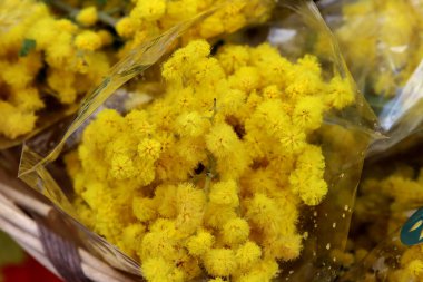 Kadınlar Günü 'nde kadınlara verilecek bir demet mimoza. Yüksek kalite fotoğraf