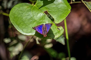 bir yaprak üzerinde mavi kelebek
