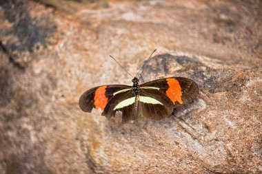 Yalnız kelebek kayalıklarda