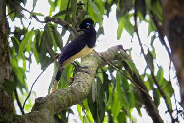 Ormandaki bir daldaki yaygın saksağan - siyanocorax chrysops - Misiones Argentine