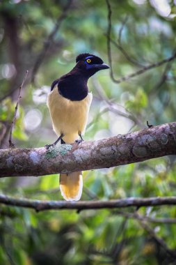 Ormandaki bir daldaki yaygın saksağan - siyanocorax chrysops - Misiones Argentine