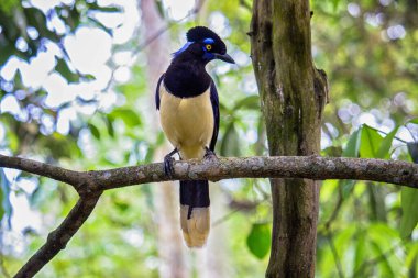 Ormandaki bir daldaki yaygın saksağan - siyanocorax chrysops - Misiones Argentine