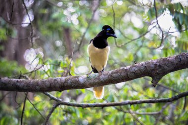 Ormandaki bir daldaki yaygın saksağan - siyanocorax chrysops - Misiones Argentine