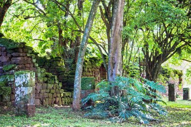 San Ignacio Harabeleri, Misiones, Arjantin 'deki ağaçlar ve bitkiler