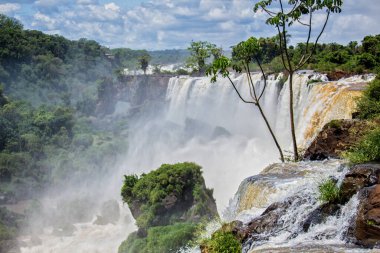 Iguazu Şelalesi, Misiones, Arjantin kıyısındaki küçük bir ağacın detayları.