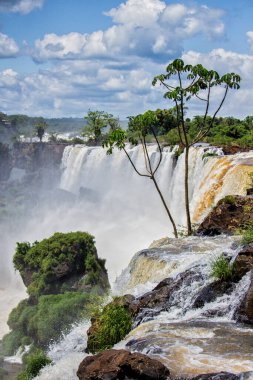 Iguazu Şelalesi, Misiones, Arjantin kıyısındaki küçük bir ağacın detayları.