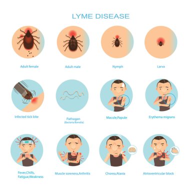 Hastalar lyme hastalığı ve keneler. vektör illüstrasyonu