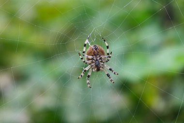 bir örümceğin yeşil yaprakların arka planında çekilmiş makro fotoğrafı