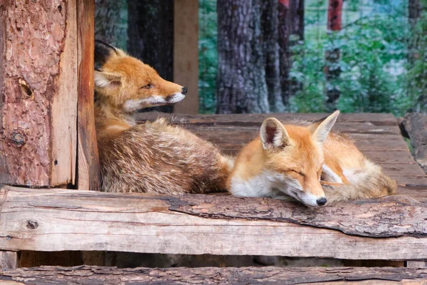 两只红狐的特写自然地生活在动物园一座漂亮的木桥上 姿势可爱有趣 — 图库照片