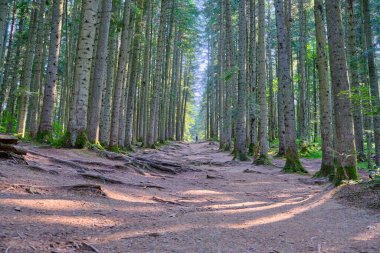Karpat dağlarında sık bir ormanda tepeye tırmanmak, uzun şortlar, merkezde yalnız bir adam.
