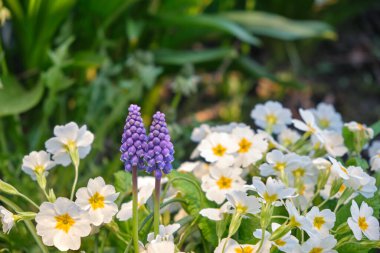 Beyaz çuha çiçeği ve üzüm sümbülü yakın plan. Bir sürü çiçek. Bahçede doğal bir ortamda yetişir.