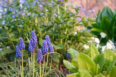 Üzüm sümbülü yakın plan. Bir sürü çiçek. Bahçede doğal bir çevrede yetişir. Çiçek arka planda.
