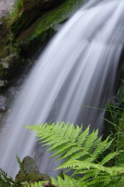 Şelale kadar yakın. Ön planda eğreltiotu yaprağı. Dağlarda doğa.