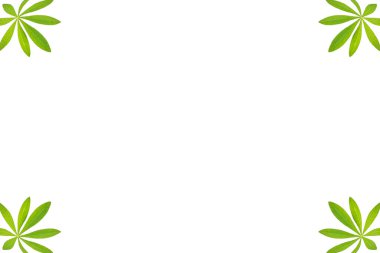 lupinus yaprakları, bitki, çerçeve, beyaz üzerinde izole