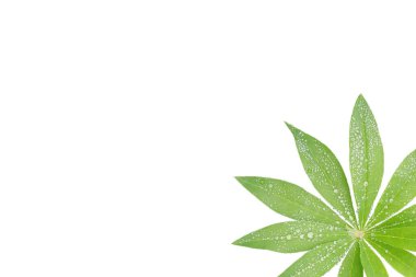 Lupinus yaprakları, bitki, çerçeve, beyaza izole edilmiş. Yağmur damlaları, su