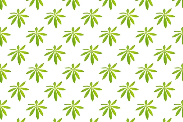 Muster Von Lupinusblättern Pflanze Isoliert Auf Weiß — Stockfoto