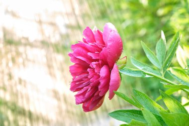 Pembe şakayık yakın plan yağmurda bahçede boke var.