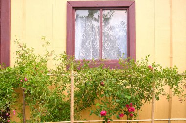 Kırsaldaki ahşap bir evin penceresinin yanındaki güller.