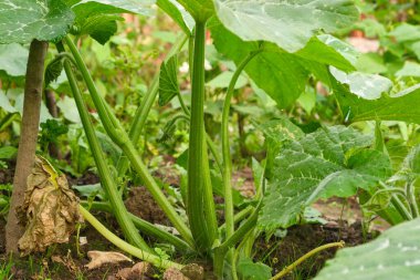 balkabağı bitkisi, saplar, yapraklar, kapatın