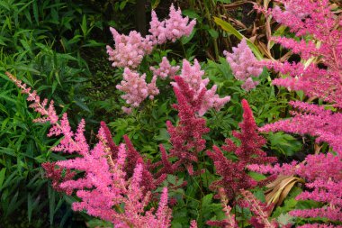 Değişik tipler, akşamları bahçede bir sürü var.