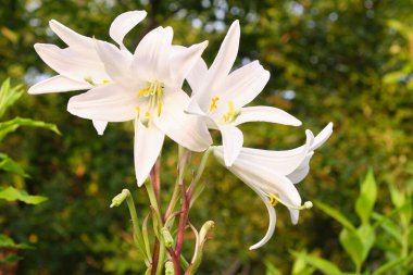 Günbatımında bahçede beyaz zambak.