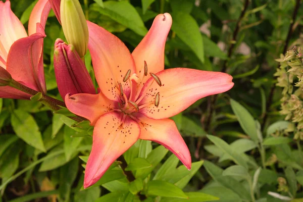 Stock image pink lily macro in the garden at sunset