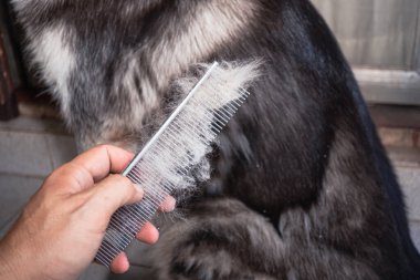 Köpeğin sahibi yaşlı köpeğin paltosunu tarıyor. Köpeğin tüylerinin çoğu döküldü ve taraktan çıktı. Köpekler sağlıksızdırlar ve çok saç kaybına neden olurlar. Groomer sevimli köpeklerin uzun saçlarını tarıyor..