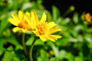 Arka plan için sarı çiçekler ön bahçedeki çiçeklerin yakın plan çekimleri için arka plan görüntüsü olarak kullanılacak fotoğrafları bulanık bokeh yeşili.