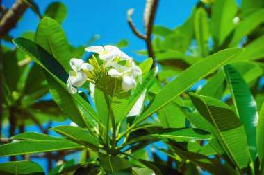 Plumeria çiçeği, güzel bir çiçek yaratmak için doğa arka planına sahiptir. Çiçek Frangipani 'ye odaklanın. Frangipani. Plumeria 'da. Tapınak ağacı. Parkta çiçek açan bir demet beyaz tesisatçı çiçeği..