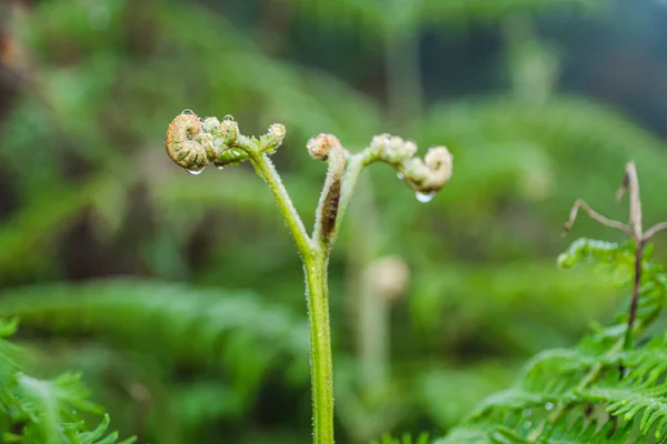 Összpontosítson Levelek Káposzta Athyriaceae Nedves Eső Ültetett Kertben Homályos Háttér — Stock Fotó