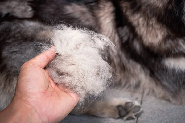 这只狗的头发在手边 健康状况不佳的狗会导致大量的脱毛 这只狗的毛脱落了 因为它是时候脱落了 狗毛脱落 — 图库照片