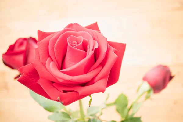 Czerwona Róża Ogrodzie Kwiatowym Rozmyte Tło Jest Bardzo Piękne Skup — Zdjęcie stockowe