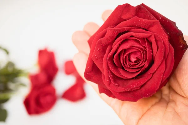 Червона Троянда Мокра Чиїйсь Руці Розмитий Фон Такий Красивий Фокус — стокове фото