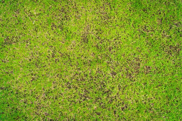 Мертвая Трава Природного Фона Ямочный Ремонт Вызван Разрушением Листьев Травы — стоковое фото