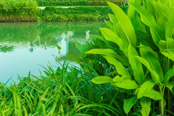 湖边美丽的花园 在美丽而阴凉的自然花园里 池塘边绿叶茂密的灌木丛 — 图库照片