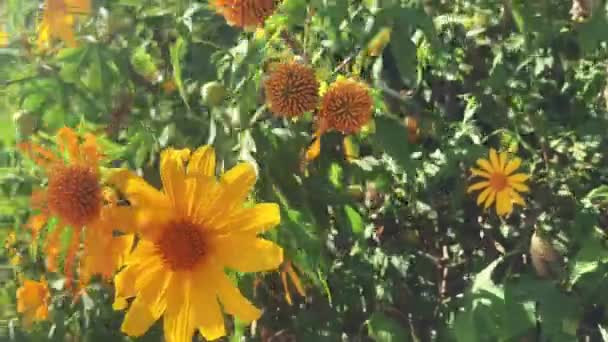 Τραβάω Ένα Βίντεο Λουλούδια Φυσούν Από Τον Άνεμο Χειμωνιάτικο Αεράκι — Αρχείο Βίντεο