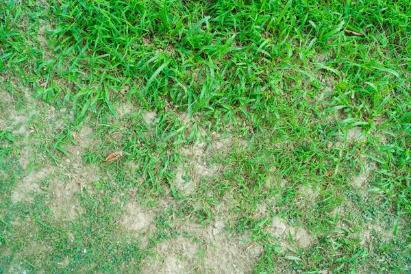 Une Tache Est Causée Par Destruction Champignon Rhizoctonia Solani Feuille — Photo