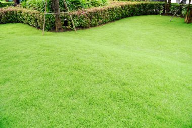 Taze yeşil çimenli bahçe hem çalılık hem de çiçek ön bahçe manzarası tasarımı evin bahçesinde çalı kıvrımı olan taze çimenler..                               