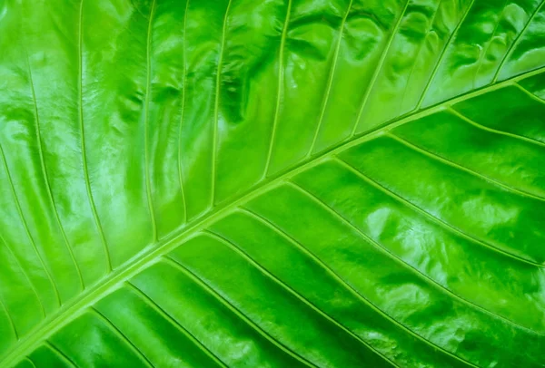 Textura Folhas Verdes Para Fundo Conceito Abstrato Para Fundo Vista — Fotografia de Stock
