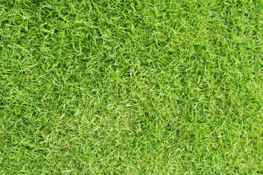 Grass Golf Courses green lawn pattern textured background. Green grass texture background Top view of bright grass garden Idea concept used for making green backdrop, lawn for training football pitch.